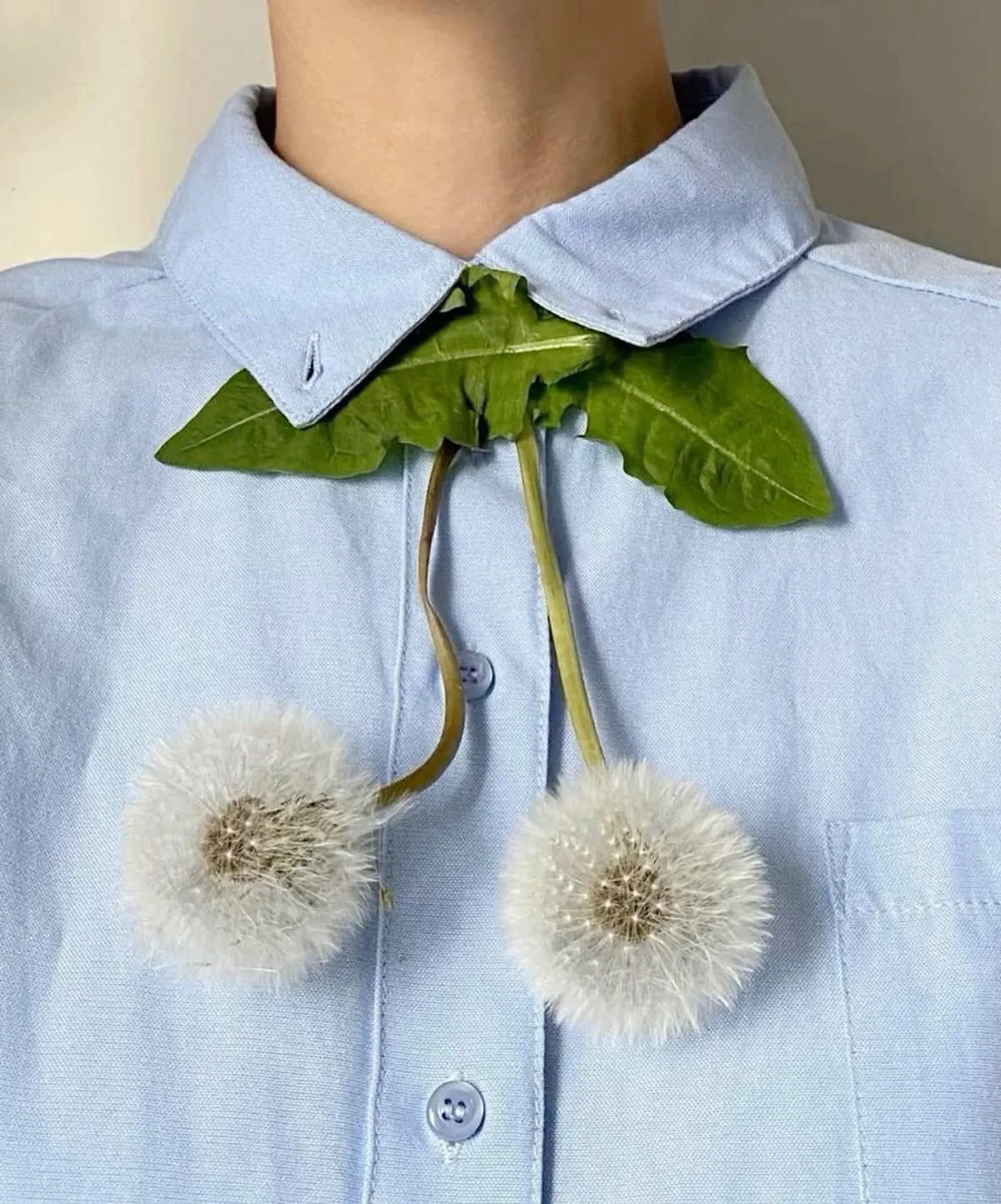 A botanical tie-like design of dandelion seed heads and leaves on a blue shirt.